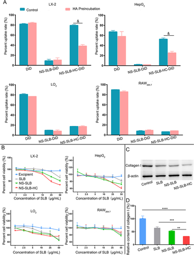 Figure 2 Cellular uptake, cytotoxicity, and inhibition of collagen I secretion in vitro. (A) Cellular uptake of free DiD, NS-SLB-DiD, and NS-SLB-HC-DiD by LX-2, HepG2, LO2, and RAW264.7 cells, as detected by flow cytometry after 2 h of treatment. Control, cells treated with free SLB or SLB nanosuspensions; HA preincubation, cells treated with nanosuspension and hyaluronic acid solution (10 mg/mL, n = 5). The difference analysis was conducted using a student’s t-test here. &P < 0.05. (B) Cytotoxicity of free SLB, NS-SLB, and NS-SLB-HC in LX-2, HepG2, LO2 and RAW264.7 cells after 48-h incubation (n = 5). (C) Representative Western blots against collagen I (n = 3). (D) Relative content of collagen I in LX-2 cells treated with different formulations (n = 3). Data are shown as mean ± SD. ****P < 0.0001; ***P < 0.001; **P < 0.01.