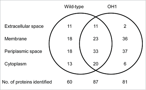 Figure 6. Venn diagram of proteins identified in OMVs from A. nosocomialis ATCC 17903T and ΔompA mutant OH1 strain. The number of proteins identified in the OMVs is presented. A total of 147 and 168 proteins were identified in OMVs from A. nosocomialis ATCC 17903T and the ΔompA mutant, respectively. Eighty-seven proteins were commonly identified in OMVs from both the wild-type strain and the ΔompA mutant.