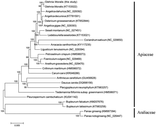 Figure 1. Phylogenetic relationships of 23 species within Apiaceae based on the Neighbor-Joining (NJ) method with Panax notoginseng (NC_026447) and Panax ginseng (KM067394) as outgroups.