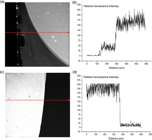 Figure 3. Fluorescent imaging of the presence of amine groups on the surface of different substrates. The arrows indicate the direction in which the relative fluorescence was monitored. (a) and (b): relative fluorescence of the amine groups on the APTES surface. (c) and (d): relative fluorescence image of the amine groups on the PLL surface.