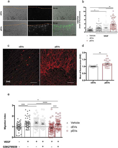 Figure 4. pEVs induce endothelial ROS accumulation both in vitro and in vivo. (a, b) To analyse a potential implication of oxidative stress in the pEV-mediated inhibition of endothelial migration, a scratch assay was performed. After 4 h of incubation with VEGF alone or in combination with cEVs/pEVs, intercellular ROS levels were detected with the 2.5 µM CM-H2DCFDA probe (green). Cells were imaged with Leica fluorescent microscope and the mean of fluorescence calculated with ImageJ. Scale bar 50 μm. Data are expressed as means ± SEM, normalized on the negative control, medium without VEGF (3 independent experiments). Kruskal–Wallis test with Dunn’s multiple comparisons test; *P < 0.05. (c, d) To confirm the involvement of oxidative stress in the anti-angiogenic effect of pEVs in vivo, we treated 5-days-old C57BL/6J mouse pups with a total of 5 µg of cEVs or pEVs. After one day, collected retinas were dyed with DHE 0.625 µM for ROS detection (red). Digital images were captured using two-photons microscopy and the mean of fluorescence was calculated with ImageJ. Scale bar 150 μm. Data are expressed as means ± SEM normalized on control, mice treated with cEVs. (n = 5 mice/group). Unpaired t test; *P < 0.05. (e) We assessed the crucial activity of NOX2 enzyme in the ROS-production by performing the scratch wound healing assay with 100nM GSK2795039 (HY-18950 MedChem Express), a NOX2 specific inhibitor. Data are expressed as means ± SEM (3 independent experiments). Kruskal–Wallis test with Dunn’s multiple comparisons test; *P < 0.05.