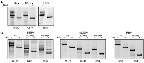 Figure 2. In vitro Xrn1 degradation assays probing (A) the Xrn1-resistance of ‘minimal’ RNA constructs for TBEV, MODV and RBV, and (B) the Xrn1-resistance of these constructs carrying loop deletions. RNAs, incubated with or without Xrn1, were loaded on denaturing polyacrylamide gels shown here with the corresponding names of constructs given above. Data below the gels depict the average percentage (± SD) of Xrn1-resistant RNA