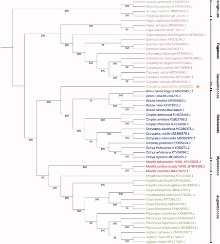 Figure 1. Maximum-likelihood (ML) tree based on CDSs of protein-coding gene of 47 plant species belonged to the Fagales order and four outgroups. Numbers below the branches represent the bootstrap support values (%). The Fagales order is subdivided in several plant families, indicated by color coding: the Betulaceae (blue), Casuarinaceae (orange), Fagaceae (purple), Juglandaceae (green), Myricaceae (red). Four outgroups are indicated in gray.