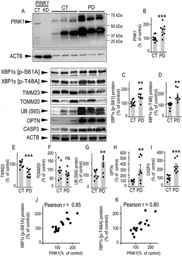 Figure 8. PINK1, XBP1s phosphorylation and mitophagic markers expressions are altered in sporadic Parkinson disease (PD)-affected brains. (A-J) PINK1 (A and B), XBP1s [p-S61A] (A and C), XBP1s [p-T48A] (A and D), TIMM23 (A and E), TOMM20 (A and F), UB (S65) (A and G), OPTN (A and H) and CASP3 (A and I) protein expressions in control (CT, N = 10) and PD, (N = 8) brains were analyzed by western blot as described in the Methods. Data are expressed as percent of CT brains (taken as 100%). Statistical significances were analyzed by Student’s t test: ns, non-significant, ** P < 0.01, *** P < 0.001. Correlations analyses of PINK1 and XBP1s [p-S61A] (J) and XBP1s [p-T48A] (K) protein expressions are illustrated in (J and K). PINK1 full gel illustrating the migration profile of full-length PINK1 in control (PINK1 CT) and shRNA-depleted PINK1 (PINK1 KD) samples is provided in (A). A representative ACTB gel is provided to illustrate equal protein load