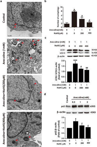 Figure 4. Effect of H2S on arecoline-induced disruption of autophagic flux in PC12 cells. After pretreatment with NaHS (200 and 400 μM) for 30 min, PC12 cells were co-treated with arecoline (1 mM) for 24 h. (a) Images show ultrastructural analysis by transmission electron microscope (TEM), which indicates the typical morphological changes of autophagy. Red arrows show autophagosomes and yellow arrows indicate autolysosomes. (b) Statistical analysis of the number of autophagy including autophagosomes and autolysosomes in A. LC3 protein (as indicated by LC3II and LC3I) (c) and p62 protein (d) expressions were measured by Western blot using anti-LC3 antibody and anti-p62 antibody, respectively. Data are representative images of three independent experiments and values are the mean ± S.E.M., ***P < 0.001, versus control group; #P < 0.05, ##P < 0.01, versus arecoline-treated alone group.