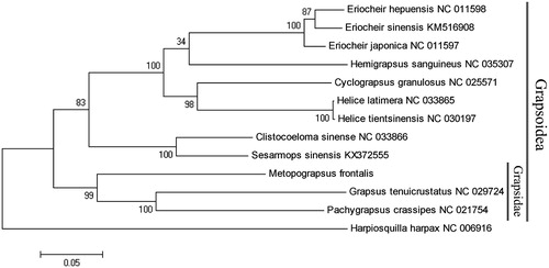 Figure 1. Phylogenetic tree of M. frontalis and related species based on maximum likelihood (ML) method. Harpiosquilla harpax was used as an outgroup.