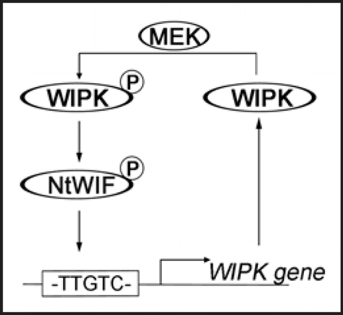 Figure 2 Self-amplification of WIPK protein. The 1.2-kb promoter region of WIPK gene contains one ARE motif, TTGTCT, which is recognized by NtWIF to induce WIPK transcription. Newly synthesized WIPK protein enters WIPK cascade, and is phosphorylated by upstream MEK(s). Resulting WIPK then phosphorylates and activates NtWIF, which again induces WIPK transcripts. This circuit helps a self-amplification of WIPK, thereby supplying enough amounts of WIPK proteins as far as up-steam signals through MEK(s) are available. Declining MEK activity may automatically shut-down this circuit. Hence, the MAPK cascade is auto-regulated through a feed-back system.
