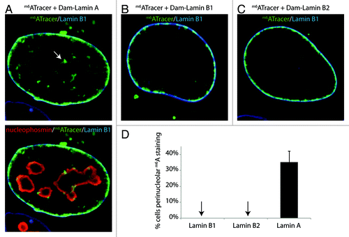 Figure 2. Lamin A interacts with peri-nucleolar chromatin. (A-C) Clonal HT1080 cell line expressing m6A-Tracer construct (in green) transfected with: Dam-Lamin A (left), Lamin B1 (top middle), or Dam-Lamin B2 (top right). The cells were harvested 20 h post transfection. Nucleoli are labeled with an antibody against nucleophosmin (red, bottom panel in A) and the NL is labeled with an antibody against Lamin B1 (blue). The extensive cytoplasmic labeling originates from transfected plasmid molecules that carry m6A and are therefore bound by m6A-Tracer. (D) Percentage of cells that display peri-nucleolar m6ATracer staining. Error bars indicate standard deviation (two independent experiments).