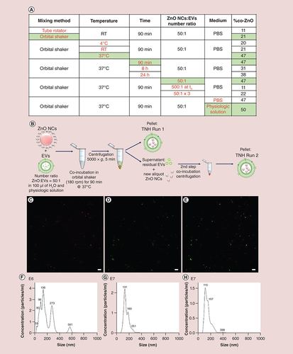 Figure 3. Coupling protocol and characterization of Trojan nano-horse. (A) Table of the %co-ZnO values obtained during the parameters’ screening process; the best evidenced choices are in green. (B) Graphical schematization of the optimized coupling process. (C–E) Examples of optimized TNH Run 1 fluorescence colocalization images. (C) In purple, ZnO NCs labeled with Atto647, (D) in green, extracellular vesicles labeled with 3,3′-dioctadecyloxacarbocyanine perchlorate; (E) the TNH as colocalized in the merged channel, scale bar is 10 μm. Nanoparticle-tracking analysis measurements of (F) ZnO NCs, (G) extracellular vesicles and (H) TNHs in 1:1 v/v double distilled water and physiologic solution.EV: Extracellular vesicle; PBS: Phosphate-buffered saline; RT: Room temperature; TNH: Trojan nano-horse; ZnO NC: Zinc oxide nanocrystal.