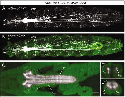 Figure 1. Detection of red fluorescent mCherry combined with green autofluorescence in the whole-body context. (A) Maximum intensity projection of an entire larva with pan-neuronally driven (nsyb-Gal4) mCherry-CAAX, acquired on a light sheet microscope with a 4x objective and an optical zoom of 2. Image contrast settings were adjusted to visualize nerve fibers in distal regions, resulting in the oversaturated appearance of the central nervous system (CNS). Top view, rostral to the left. (B) Same specimen as in (A) but with mCherry-CAAX labeling merged with green autofluorescence (AF). (C-C‘‘) Close-up of the CNS of the same specimen as in (A, B) in a volume restricted to 250 µm z-thickness. Image contrast settings were reduced as compared to (A, B), to show the enrichment of the mCherry-CAAX signal in the neuropil (Np) relative to the cell body cortex (Co). Stippled frames in (C) indicate positions of the cross sections in (C‘, C‘‘). Scale bars: 200 µm in (B), and 50 µm in (C). For this as well as for all other figures, further details on imaging parameters are given in Supplementary Table 1.