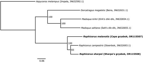 Figure 3. Consensus maximum-likelihood phylogenetic tree of the concatenated mitogenome coding regions (15,431 bp) of Raphicerus, Madoqua and Dorcatragus species, with Aepyceros melampus (impala) as outgroup. The sequences generated for this study are shown in bold. Values at nodes show bootstrap support for each branch from 1000 replicates. The tree was estimated in IQ-TREE and visualized in FigTree v1.4.4 (http://tree.bio.ed.ac.uk/software/figtree/). Common names and GenBank accession numbers are indicated in parentheses. The following sequences were used: Raphicerus melanotis OR115507 (this study), Raphicerus sharpei OR115508 (this study), Raphicerus campestris JN632693.1 (Hassanin et al. Citation2012), Madoqua kirkii JN632654.1 (Hassanin et al. Citation2012), Madoqua saltiana JN632655.1 (Hassanin et al. Citation2012), Dorcatragus megalotis JN632631.1 (Hassanin et al. Citation2012), and Aepyceros melampus JN632592.1 (Hassanin et al. Citation2012).