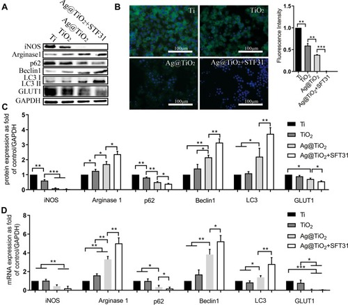 Figure 3 Glucose metabolism, autophagy, and macrophages polarization on the different surfaces. (A, C) Western blot analysis and (D) qPCR analysis of iNOS, Arginase1, p62, Beclin1, LC3, GLUT 1 and GAPDH in macrophages cultured on Ti, TiO2-NTs, Ag@TiO2-NTs, and Ag@TiO2-NTs+STF31. (B) Immunofluorescent staining for GLUT1 in macrophages cultured on Ti, TiO2-NTs, Ag@TiO2-NTs, Ag@TiO2-NTs+STF31. The error bars indicate means ± standard deviations: *p<0.05, **p<0.01 and ***p<0.001.