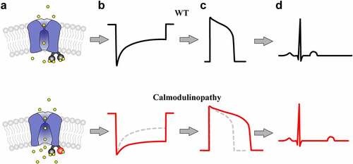 Figure 2. Proposed Impact of a Reduction in CaV1.2 CDI in the Heart. (a), Cartoon illustrating CaV1.2 channels pre-associated with WT (top) vs. mutant (bottom) calmodulin. A mutation in the EF-hand of the C-lobe of CaM (bottom, red) reduces the ability of CaM to bind Ca2+ (yellow) (b), Illustration of CaV1.2 Ca2+ current in response to a step depolarization from channels harboring a WT (top, black) vs. calmodulinopathic (bottom, red) CaM. The CaM mutation causes a reduction in CDI (bottom, red), as compared to WT CaM (top, black; bottom dashed gray). (c), The resulting cardiac AP for WT (top, black) vs. mutant (bottom, red) CaM. Excess calcium due to loss of channel inactivation leads to the characteristically prolonged action potential, as seen in the red trace. WT AP (top, black) is reproduced in the bottom panel as the dashed gray line for comparison. (d), ECG schematic illustrating the effect of CaM for WT (top, black) vs. calmodulinopathic (bottom, red) conditions. The prolonged action potential results in a pathologically extended QT interval (bottom).