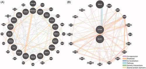 Figure 7. The protein-protein interaction (PPI) networks of co-expressed up- and down-regulated DEGs. (A) The PPI networks of 20 co-expressed up-regulated DEGs. (B) The PPI networks of 2 co-expressed down-regulated DEGs.