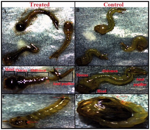 Figure 6. (A) Mortality of Cx. pipiens pallens mosquito larvae (fourth instar) after 24 h exposure of AgNPs synthesized using cell free supernatant of B. subtilis and B. amyloliquefaciens. (B) No mortality was observed in control larvae. (C) Light micrographs showing morphological characteristics of treated larvae which represent morphological changes in the head, thorax, abdomen and anal papillae region. (D) No morphological changes were observed in the head, thorax and abdomen region of control larvae. (E) The treated pupae showed considerable morphological changes in the whole body spatially in the cuticle layer and trumpet. (F) The control pupae showed no morphological disruption.