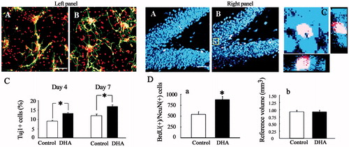 Figure 7. Left panel: (A) confocal images of Tuj1 immunostaining in control (A) and DHA groups (B) on day 7, Tuj1 (green, axonal projections), PI (red, nuclear spots). Scale bar, 100 μm. (C) Quantification of Tuj1 immunoreactive cells in control and DHA groups on days 4 and 7. Data are shown as means ± SEM obtained from five to six independent cultures. Seven random fields were counted in each culture. p < 0.0005. Right panel: (A) neuronal identification of newly-divided cells in the adult rat DG. (A, B): confocal images of DG in vehicle (A) and DHA-treated (B) rats. BrdU (red), NeuN (blue). Scale bar +50 μm. (C) BrdU(+)/NeuN(+) newborn neuron in the white box in B. (D) Quantitative analysis of the number of newborn neuron (a) and reference volume (b) in the entire granule cell layer of the dentate gyrus (DG) in the control and the DHA rats. Data are shown as means ± SEM obtained from six hemispheres in three animals. p < 0.005 (with permission of Elsevier).