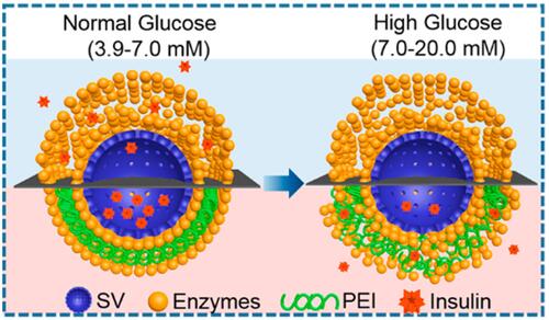 Figure 6 Different insulin release situations under the physiological glucose-responsive system.Citation107 Reprinted with permission from Xu C, Lei C, Huang L et al Glucose-responsive nanosystem mimicking the physiological insulin secretion via an enzyme-polymer layer-by-layer coating strategy. Chemistry of Materials. 2017;29(18):7725–7732. Copyright © 2017 American Chemical Society.Citation107