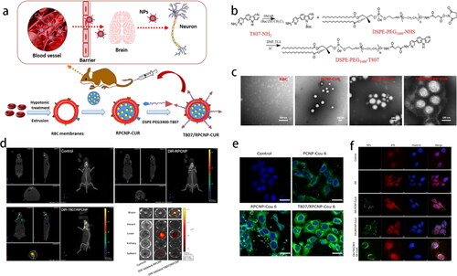 Figure 3. (a) Schematic illustration of T807/RPCNP-CUR accumulation in neurons. (b) The preparation of DSPE-PEG3400-T807. (c) TEM of various NPs. (d) In vivo brain-targeting ability. (e) HT22 neuron cells and (f) p-tau (red fluorescence) targeting capability (Gao et al., Citation2020b). Copyright 2020 Springer Nature.