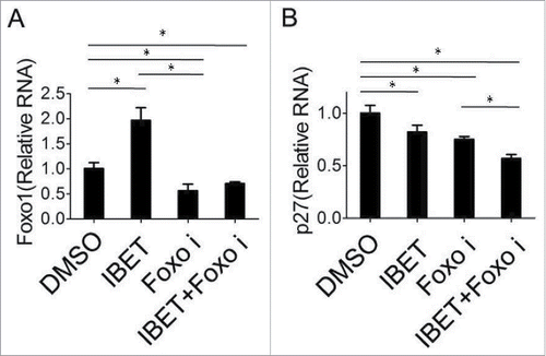 Figure 4. The effect of IBET treatment on the mRNA level of p27cip/kip. BON cells were treated with either control DMSO or IBET (500 nM) for 5 days, followed by isolation of RNA from the cells, and qRT-PCR analysis for the FOXO1 and p27 (B). The means of the different groups in the mRNA level were compared using one-way ANOVA test. Differences were considered statistically significant when P < 0.05(*P < 0.05).