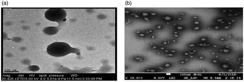 Figure 5. TEM micrograph of (a) unloaded MMWCH-NPs, (b) loaded 5-FU/GA-MMWCH-NPs.