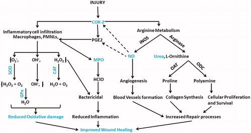 Figure 6. Role of anti-inflammatory and antioxidative bioactive components of papaya PBS extract during wound healing. Bioactive components of papaya PBS extract are involved in regulating the functions of superoxide dismutase (SOD), catalase (CAT), myeloperoxidase (MPO), cyclooxygenase-2 (COX-2), inducible nitric oxide synthase (iNOS), and arginase. Activity of these enzymes eventually contributes to the improved wound healing. PGE2, prostaglandin E2; OAT, ornithine amino transferase; ODC, ornithine decarboxylase; NO, nitric oxide; PMNL, polymorphonuclear leukocytes. [symbols: - -|, inhibition; →, synthesis or activation].