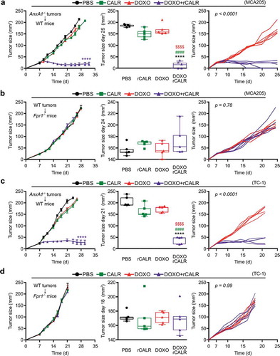 Figure 5. (a,c) Wild type (WT) immunocompetent C57BL/6 mice were inoculated subcutaneously (s.c.) with Annexin A1 deficient (AnxA1−/-) murine MCA205 fibrosarcoma (a) or TC-1 non small cell lung cancer cells (c), respectively. (b,d) Formyl peptide receptor 1 knock out (Fpr1−/-) mice were inoculated s.c. with WT murine MCA205 fibrosarcoma (b) or TC-1 cells (d), respectively. Tumor size was routinely assessed. When tumor became palpable, mice received intratumorally (i.t.) either recombinant calreticulin (rCALR) or doxorubicin (DOXO), alone or in combination or an equivalent volume of phosphate-buffered saline (PBS). From left to right: (1) average (±SEM) tumor growth curves from one representative experiment of two; (2) tumor size distribution at day 25 (MCA205 Anxa1−/-, (a)), day 24 (MCA205 WT, (b)), day 21 (TC-1 Anxa1−/-, (c)) or day 18 (TC-1 WT, (d)) of data shown in (1); (3) individual growth curves from mice injected with DOXO alone or combined with rCALR. ****p < 0.0001, as compared to PBS-treated tumors; $$$$p < 0.0001, as compared to DOXO-treated tumors; #p < 0.0001, as compared to rCALR-treated tumors.