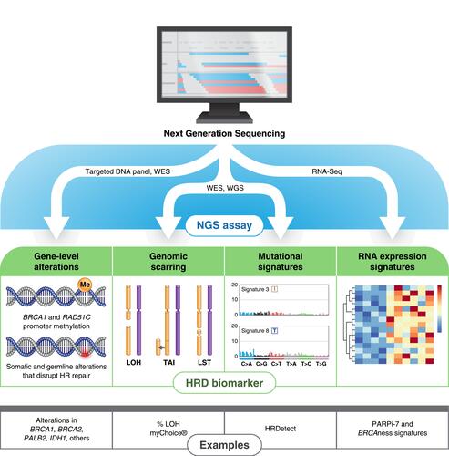 Figure 2 Genomic approaches for assessing homologous recombination (HR) deficiency. Next-generation sequencing (NGS) assays may use targeted DNA panels, whole-exome sequencing (WES), whole-genome sequencing (WGS), or RNA-Seq to identify complex genomic biomarkers of HR deficiency. Targeted gene panels are sufficient to measure a clinically relevant subset of HR-related genes. Genomic scars and mutational signatures are most accurately measured by either WES or WGS, which sample the entire exome or genome, respectively. RNA-Seq has mostly replaced microarray and other platforms for evaluating gene expression signatures such as PARPi-7 and BRCAness.