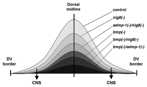 Figure 1 Graphical representation of a proposed gradient of BMP signaling in the dorsal region of the planarian and its hypothetical reduction after different RNAi knockdowns. After nlg8 silencing the decrease in BMP signaling around the midline would not be sufficient to affect DV patterning. However, in the lateral regions, the reduction of BMP activity would eliminate the antineurogenic effect of the pathway and allow the differentiation of an ectopic CNS (arrows). Only after bmp silencing, alone or in combination, would the reduction in the level of BMP activity around the midline result in ventralized planarians.