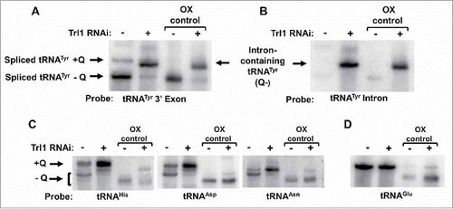 Figure 4. Intron-containing tRNA lacks Queuosine. A. APB-gel/Northern hybridization was performed on total RNA collected from TbTrl1 RNAi inlduced (+) and uninduced (-) cells. The arrows indicate spliced tRNA and intron-containing tRNA generated by the RNAi knockdown of TbTrl1. Shifted Q-containing (+Q) bands and non-Q-containing-bands (-Q) are as indicated. Samples were treated with sodium periodate to serve as a negative Q control (OX). The experiment was performed with a probe specific for the 3′ exon of tRNATyr. B. The same membrane as in (A) was probed with an intron-specific probe to assess whether intron-containing tRNA contained Q. The higher band located above the intron-containing tRNATyr band is not likely related to Q, as it is also found in the oxidized control lanes. C. Detection of Q in other potential Q-containing tRNAs (tRNAAsp,-Asn and-His) using the samples as in (A). As before, the Q-containing band (+Q) appears as a shifted band as indicated. D. The membrane was further hybridized with a probe specific for tRNAGlu serving as a loading and non-Q containing tRNA control.