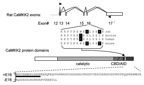 Figure 1 Alternative splicing of the rat CaMKK2 gene. Diagram of the alternative splicing of rat CaMKK2 and the encoded variants. Exons (boxes) are numbered and their splicing patterns indicated with joined lines between exons. Arrowheads: primers used for RT-PCR of the endogeneous transcripts. *: the rat exon 17 corresponds to the exon 18 in human CaMKK2 named by Hsu et al. in JBC'97, 276:31113; rat exon corresponding to the human exon 17 were not found in the rat genome using BLAST searches, thus the rat protein products here corresponding to the human CaMKKβ1. Exon 16-encoded peptide sequences from rat and three other mammalian species are shown with unmatched amino acids highlighted. Among the protein domains, the exon 16-encoded region (hatched lines) is next to the CBD (Calcium-calmodulin-binding domain) and AID (autoinhibitory domain). The amino acid sequences of the resulting -COOH terminals of the rat CaMKK2 variants are aligned at the bottom, with the exon 16-encoded peptide underlined. Inclusion of the 43 nt exon 16 causes a frame shift leading to a longer -COOH terminal.