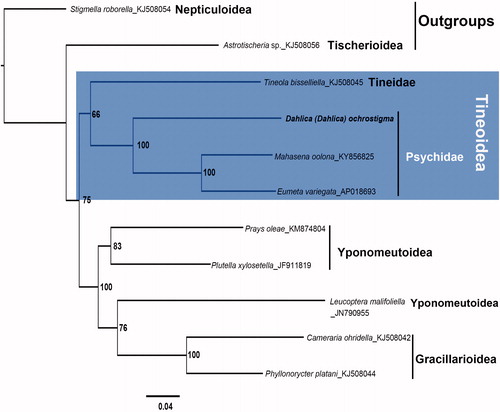 Figure 1. Phylogenetic tree resulting from the maximum-likelihood analysis of concatenated amino acid sequences of 13 mitochondrial protein-coding genes of D. (D.) ochrostigma and other glossatan species. The numbers beside the nodes indicate percentages of 1000 bootstrap values. Stigmella roborella (Nepticuloidea) and Astrotischeria sp. (Tischerioidea) were used as outgroups. Alphanumeric terms indicate GenBank accession numbers: KJ508054, KJ508056, KJ508045, KY856825, AP018693, KM874804, JF911819, JN790955, KJ508042, and KJ508044.