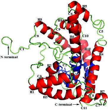 Figure 1. Three-dimensional structure of DehD [Citation19]. The binding-site residues (Val45, Met79, Ala130, Thr131, Val132, Ser133, Arg134, Tyr135, Leu136, Gln138, Asp139, Ala145, Ile147, Ile148, His149, Leu150, Leu151, Ala250, Cys253 and Leu257), 14 residues (Val45, Met79, Ala130, Thr131, Val132, Ser133, Arg134, Tyr135, Leu136, Gln138, Asp139, Ala250,Cys253 and Leu257) are shown in blue. The helices are labelled H1–H10, and the loops are labelled C1–C11.Note: Figure 1 is a reprint of a figure previously published by MDPI-Sudi et al., (2012) Structure prediction, molecular dynamics simulation and docking studies of D-specific dehalogenase from Rhizobium sp. RCI. Int J Mol Sci. 13:15724–15754. published by MDPI.