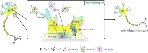 Figure 2. The diagram of spine density damage under SIRS conditions after ECMO. In the box, elevated levels of major histocompatibility complex (MHC) class I molecules in astrocytes under SIRS conditions affect spine plasticity. Drebrin expression decreases when its transcriptional factors are inhibited by activation of arachidonic acid (AA). Additionally, PSD of dendrites decreases with SP reduction, resulting in a decrease in spine density. ATP, adenosine triphosphate; SP, synaptopodin; PSD, postsynaptic density; RYR, ryanodine receptors.