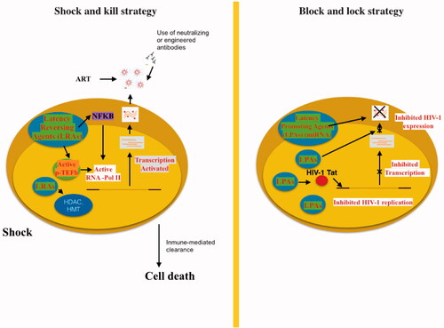Figure 3. “Shock and kill” strategy involves activating viral replication to eliminate reservoirs and to target latently-infected cells. LRAs have an important role in the reactivate transcription for the “shock”. LRAs promote chromatin decompaction and ARN pol II recruitment to induce virus transcription. ART is maintained during this phase to clear reservoir without virus propagation in other cells. The “kill” can be enhanced by stimulation of the cell-mediated immune response or by using neutralising and/or engineered antibodies. The “block and lock” strategy relates on the induction of a state of deep-latency to prevent HIV-1 transcription. LPA inhibit various step of virus replication, transcription by Tat inhibition and RNA export. One promising LPA is a miRNA which inhibit virus expression.