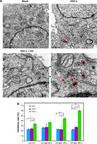 Figure 4 Cell uptake and cytotoxicity of VGC-L to Hela cells.Notes: (A) TEM images of HeLa cells (×30,000 magnification). The red circles (1–6) represent the location of gold nanoparticles, the solid atrous dots in the circles are the gold nanoparticles, and the two arrows indicate the local area magnification; (B) The inhibition of HeLa cell viability following exposure to free VCR, VCR-L, and VGC-L with UV light for the indicated time periods.Abbreviations: TEM, transmission electron microscopy; VCR, vincristine sulfate; VCR-L, vincristine sulfate-loaded liposomes; VGC-L, vincristine sulfate-gold nanoparticles conjugates loaded liposomes.