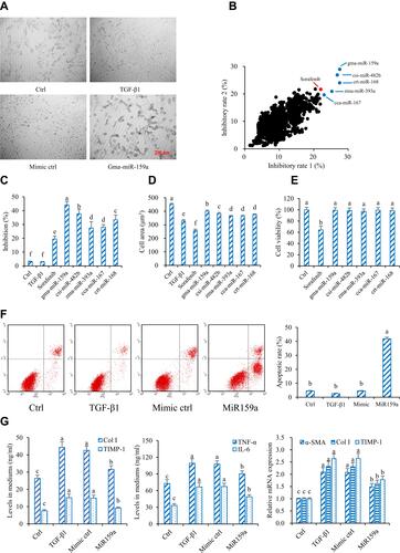 Figure 2 Gma-miR-159a (miR159a) inhibited hepatic stellate cell (HSC) activation. (A) Representative diagrams of activated HSC model (Left) and miR159a-treated HSCs (Right), in which the cell phenotypes were analyzed by PE operetta high-content screening system. Scale bars, 200 μm. (B) Inhibition of plant-derived miRNAs on (X axis) TGF-β1- and (Y axis) PDGF-induced HSC activation by using high-throughput phenotypic screening. The results were repeated twice. (C) Inhibition of 5 candidate miRNAs on TGF-β1-induced HSC activation which was verified by MTT assay. (D) Cytotoxicity of 5 candidate miRNAs in normal liver LO2 cells which was detected by MTT assay. (E) MiR159a induced cell apoptosis of TGF-β1-activated HSCs. (F) Representative diagrams of flow cytometry results. (G) MiR159a reduced the production of Col I, TIMP-1, TNF-α and IL-6 as well as the expressions of α-SMA, Col I and TIMP-1. All values indicated the mean ± SD (n =5). Different letters indicated statistically significant differences, P<0.05 (Tukey’s test).