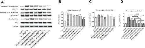 Figure 2 Preadipocyte-specific effect of ZK159222, ZK191784 and 1α,25(OH)2D3 on inflammatory and metabolic signaling in macrophage-induced preadipocytes. Preadipocytes were pre-incubated in preadipocyte growth medium or with ZK159222 (10 nM and 1 μM), ZK191784 (10 nM and 1 μM) or 1α,25(OH)2D3 (10 nM) in preadipocyte growth medium for 48 h, and then incubated with 25% RPMI-1640 medium (the control) or 25% MacCM or 25% MacCM along with ZK159222 (10 nM and 1 μM), ZK191784 (10 nM and 1 μM) or 1α,25(OH)2D3 (10 nM) in preadipocyte growth medium for a further 24 h. Preadipocytes were collected after the incubation. (A) The intracellular densities of relA, phosphorylated relA, p44/42 MAPK, phosphorylated p44/42 MAPK, p38 MAPK, phosphorylated p38 MAPK and vinculin were measured using Western blotting. The phosphorylation levels of (B) relA, (C) p44/42 MAPK and (D) p38 MAPK are shown. Data were analyzed using one-way ANOVA. The results are shown as means ± SEM for groups of 3 and confirmed by 3 independent experiments. A significant difference to control is indicated by *(p<0.05) and ***(p<0.001); to MacCM by ##(p<0.01) and ###(p<0.001); among ZK159222, ZK191784 and 1α,25(OH)2D3 by &&(p<0.01) and &&&(p<0.001).