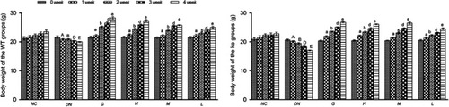 Figure 1 Effect of DMDD on the body weight of the WT and KO groups (n=6). NC: normal control, DN: diabetic nephropathy group, G: gliquidone group (10 mg.kg−1.d−1), H: high dosage of DMDD group (50 mg.kg−1.d−1), M: medium dosage of DMDD group (25 mg.kg−1.d−1), L: low dosage of DMDD group (12.5 mg.kg−1.d−1). The data are presented as the mean ± SEM. A, B, D, and E: compared with those of the same period of the normal control group (P<0.05); a, b, d, and e: compared with those of the same period of the diabetic nephropathy group (P<0.05).