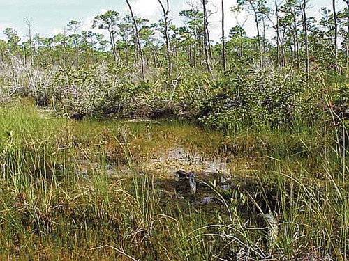 Figure 6. Freshwater marsh occurring in the Lower Florida Keys (Lopez Citation2001)