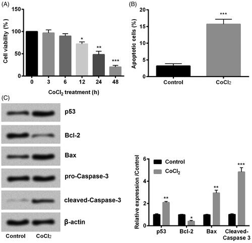 Figure 1. Cobalt chloride (CoCl2) induced hypoxia injury. (A) Cell viability, (B) cell apoptosis, (C) cell apoptotic proteins p53, Bcl-2, Bax and cleaved-Caspase-3 were detected using cell counting kit-8 assay, flow cytometry and western blot, respectively. All data demonstrated as mean + standard deviation (SD) of three replicates. *p < .05, **p < .01 and ***p < .001 were all significant difference.