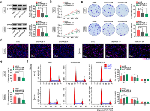 Figure 2. Deletion of SPAG5 inhibited MM cell growth and induced a G1 phase arrest. A375 and A2058 cells were transfected with shNC, shSPAG5-1 and shSPAG5-2, and submitted to the following assays. (a) SPAG5 expression was detected by using Western blotting assay. (b) CCK-8 was used for cell proliferation detection. (c) Colony formation assay was performed for cell viability test. (d) EdU staining was used for cell proliferation test. (e) Cell cycle distribution was assessed using flow cytometry assay. (n = 3, *P < 0.05, **P < 0.01).