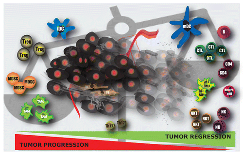 Figure 1. Immunological imbalances in the microenvironment of growing tumors. The tumor microenvironment consists of malignant cells (in black) as well as of non-transformed stromal cells, including endothelial cells and their precursors (pericytes), smooth muscle cells, and fibroblasts (FBs) of various phenotypes located within the connective tissue. In addition, neoplastic lesions are heavily infiltrated by immune cells including natural killer (NK) cells, natural killer T (NKT) cell, neutrophils, several subset of B and T lymphocytes, myeloid-derived suppressor cells (MDSCs), regulatory T cells (Tregs), tumor-associated macrophages of the M1 (Ф) or M2 (TAMs) phenotype, immature dendritic cells (iDCs) or mature dendritic cells (mDCs). Based on their functions, these cells can be subdivided into cells with a potentially positive impact (right) or a detrimental effect (left) on antitumor responses. It is still unclear what kind of effect TH17 helper T cells exert in the tumor microenvironment. The net result of the interactions between these tumor-infiltrating cells and their products not only determines the outcome of antitumor immune responses but also influences the survival and proliferation of malignant cells as well as their invasive, angiogenic and metastatic potential (Adapted from ref. Citation7).