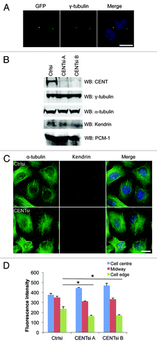 Figure 1. Centrobin-depleted cells exhibit a redistribution of the microtubule network and microtubule stability defect. (A) HeLa cells stably expressing GFP-Centrobin at near-endogenous levels were fixed and co-stained for GFP, γ-tubulin and DAPI. Scale bar represents 10 μm. (B–D) Control or Centrobin-depleted (CENTsi) HeLa cells were harvested for (B) western blotting with the indicated antibodies or (C) co-stained for α-tubulin, Kendrin and DAPI. Scale bar represents 20 μm. (D) The intensity of microtubule staining from (C) was measured at the densest region of microtubules near the cell center, at the cell edge closest to this region and midway between the two points by quantifying the intensity of a 2.14 μm square at each point. For each experiment, 50 cells were measured per condition. Error bars represent the standard error of the mean from three independent experiments. p-values are denoted as follows: *p < 0.05.