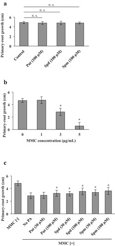 Figure 2. Extent to which polyamines alleviate the root-growth inhibition caused by MMC treatment. Panels: (a) the growth of primary roots after seedlings were transferred onto growth media with 100 µM of putrescine (Put), spermidine (Spd) or spermine (Spm) additions and the control condition (no polyamines), (b) the growth of primary roots after seedlings were transferred onto growth media with the different concentration of MMC (1, 3 and 5 µg/mL) and onto that without MMC, (c) the growth of primary roots after seedlings were transferred onto the media supplemented with 3 µg/mL MMC (MMC[+]) and polyamine hydrochloride (30 µM or 100 µM) media (Put, Spd or Spm) and a control medium without MMC [termed MMC[–]]. Error bars indicate standard deviation (n > 16). Significant differences between MMC[-] or polyamine-treated roots and their untreated roots were determined with the two-sample t-test at the P < .05 (*) level of significance. The n.s. represents no significant difference (P > .05).