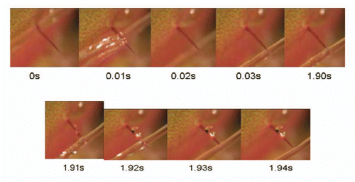 Figure 11 Steady streams of water can bend the trigger hair, and thus lead to trap closure. The trigger hair was slightly bent twice, which initiated the closure.