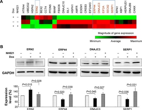 Figure 6 Alterations of UPR-related gene expression in Tet-On ΔK280 tauRD-DsRed SH-SY5Y cells.