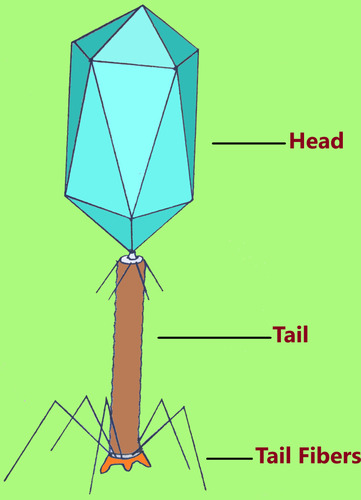 Figure 1 The great majority of phages assigned in the order Caudovirales have an isometric head with size varying from 20 to 200 nm; and more than 97% of phages have varying length of tail and tail fibers.