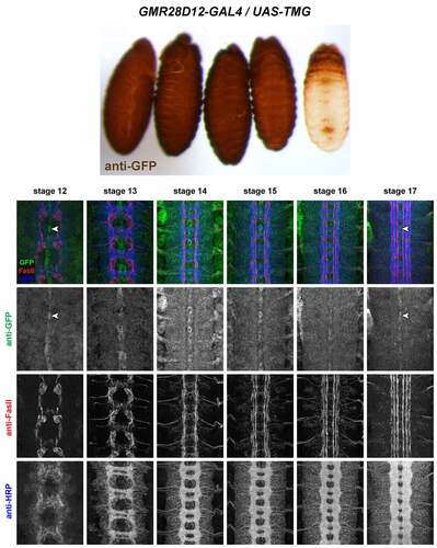 Figure 14. GMR28D12 is expressed broadly in the embryonic ventral nerve cord.