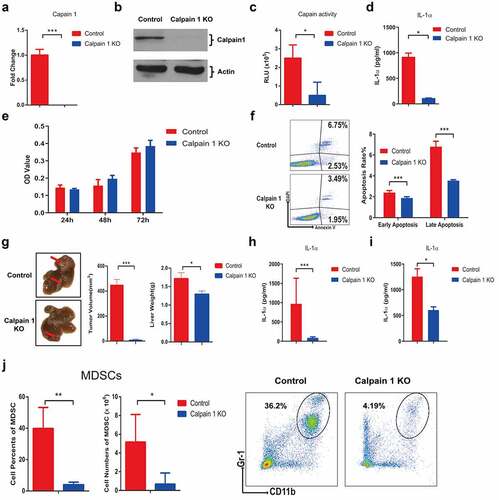 Figure 6. Calpain 1 is essential for tumoral-secreted IL-1α-mediated HCC progression.