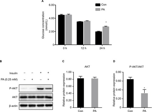 Figure 1 Establishment of insulin resistance in vitro.